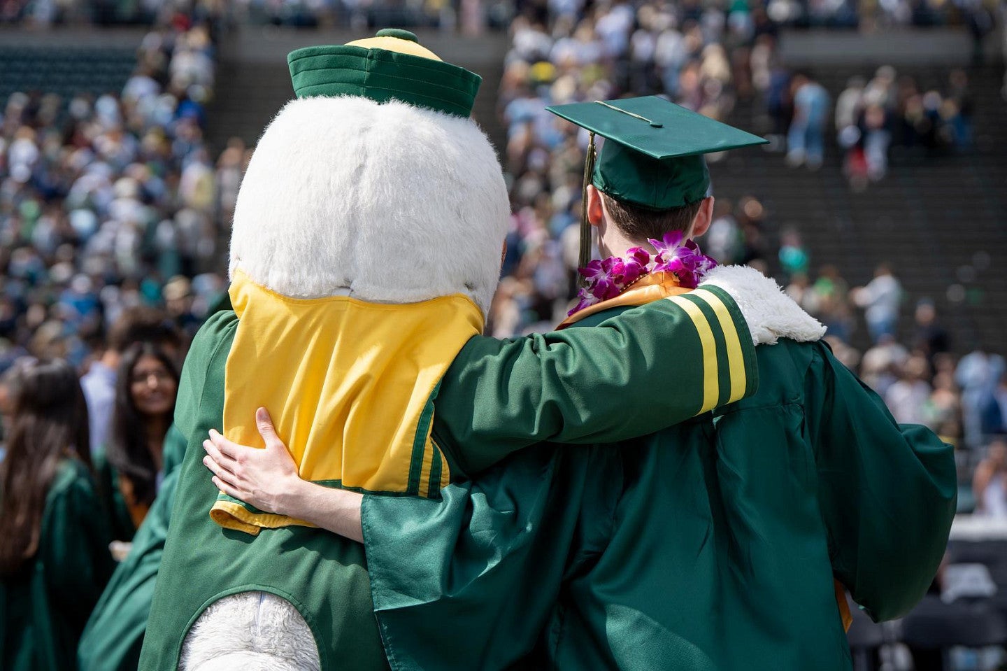 The University of Oregon Duck mascot poses with his hand over a recent graduate, wearing a green cap and gown and purple lei. Their backs are too the camera.